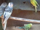 love birds