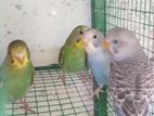 Love Birds in Kegalle City | ikman
