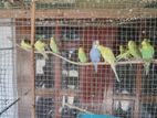 Love Birds