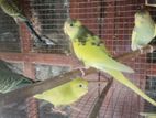love birds