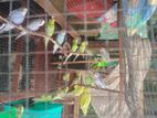 Love Birds