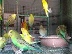 Love Birds