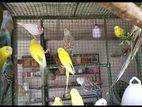 Love Birds