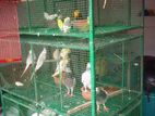 Love Birds