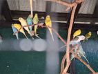 love birds