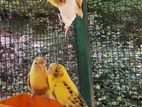 Love Birds