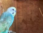 Love Birds