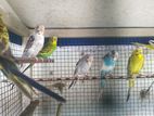 Love Birds