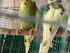 Love Birds