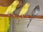 Love Birds