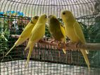 Love Birds