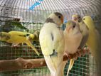 Love Birds