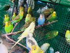 Love Birds