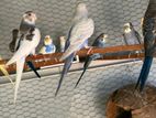 Love Birds