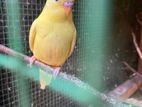 Love Birds