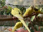 Love Birds