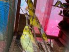 Love Birds