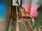 Love Birds