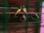 Love Birds