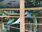 Love Birds