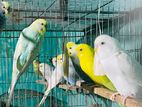 Love Birds