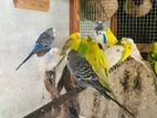 Love Birds