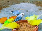 Love Birds