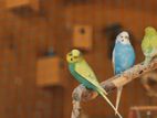 Love Birds