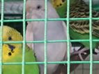 Love Birds
