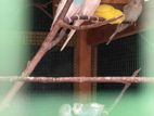 Love Birds