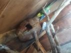 Love Birds