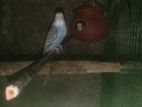 Love Birds