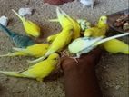 Love Birds