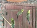 Love Birds