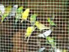 Love Birds