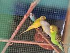 Love Birds