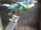 Love Birds