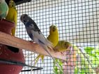 Love Birds