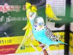 Love Birds Male
