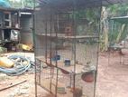Love Birds Cage