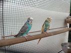 Love Birds Pair