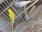 Love Birds Pair