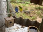 Love Birds ( Parrots )