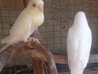 love birds red eye