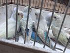 Love Birds