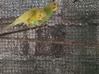 Love Birds