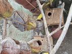Love Birds Sale