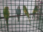 Love Birds
