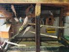 Love Birds With Cage