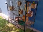 Love Birds with Cage